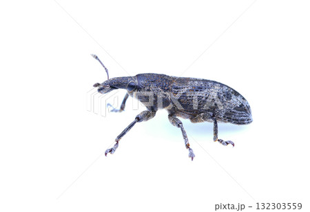 ハスジカツオゾウムシ 132303559