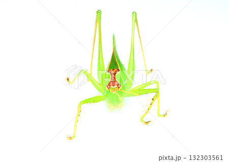 正面から見たハヤシノウマオイ 正面から見たハヤシノウマオイ 132303561