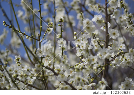 梅園に白色の梅の花が咲いています。 132303628