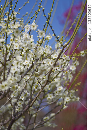 梅園に白色の梅の花が咲いています。 132303630