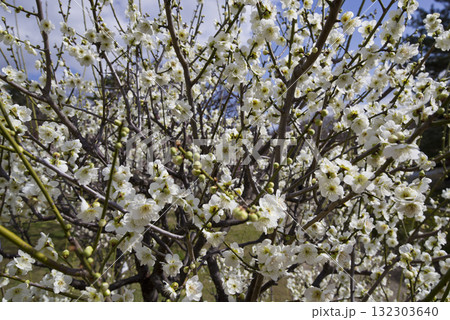 梅園に白色の梅の花が咲いています。 132303640