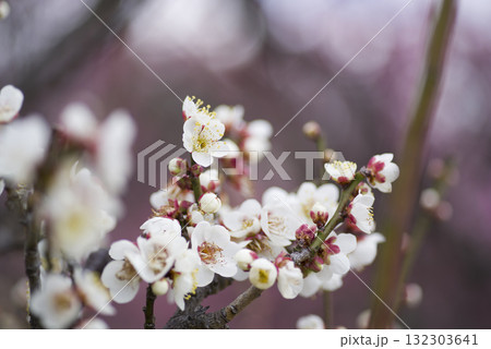 梅園に白色の梅の花が咲いています。 132303641