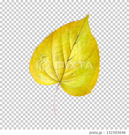 Watercolor painting of an autumn linden leaf on a white background. Good for postcards, books, invitations, greeting cards, wallpaper and textiles. Watercolor painting of an autumn linden leaf on a white background. Good for postcards, books, invitations, greeting cards, wallpaper and textiles. 132303646