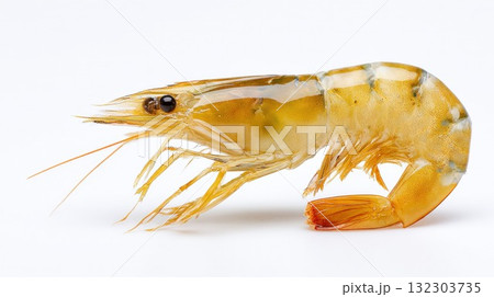 Transparent golden shrimp specimen photographed on white background showing detailed anatomy with long antennae, segmented body and natural coloration for scientific study Transparent golden shrimp specimen photographed on white background showing detailed anatomy with long antennae, segmented body and natural coloration for scientific study 132303735