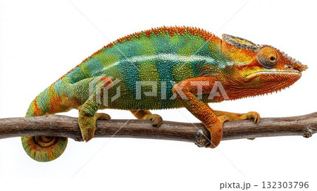 Vibrant chameleon displaying spectacular orange, turquoise and green colors perched on wooden branch against white background with detailed textured skin Vibrant chameleon displaying spectacular orange, turquoise and green colors perched on wooden branch against white background with detailed textured skin 132303796
