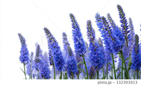 Blue veronica speedwell flowers in tall spikes with delicate petals against soft white background, garden perennial beauty 132303813