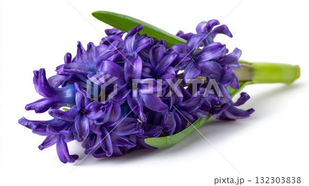 Purple hyacinth flowers with fresh green leaves isolated on white background, spring blooming bulb plant with delicate petals and stems 132303838