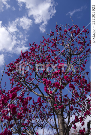 梅園に赤色の梅の花が咲いています。 132303923