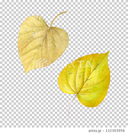 Watercolor set of autumn linden leaves. Good for postcards, books, invitations, greeting cards, wallpaper and textiles. 132303956