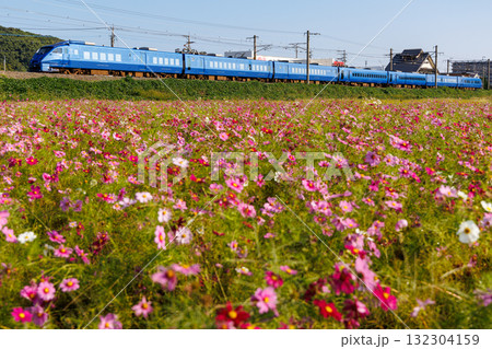 コスモス畑を通りすぎるJR九州883系特急「ソニック」 132304159