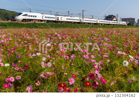 コスモス畑を通り過ぎるJR九州885系特急「ソニック」 132304162