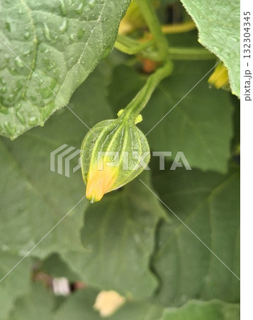 A delicate, pale green squash blossom bud with bright yellow petals is just beginning to open, surrounded by large, textured leaves A delicate, pale green squash blossom bud with bright yellow petals is just beginning to open, surrounded by large, textured leaves 132304345