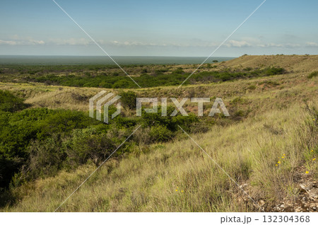 Calden forest landscape, Prosopis Caldenia plants, La Pampa province, Patagonia, Argentina. Calden forest landscape, Prosopis Caldenia plants, La Pampa province, Patagonia, Argentina. 132304368