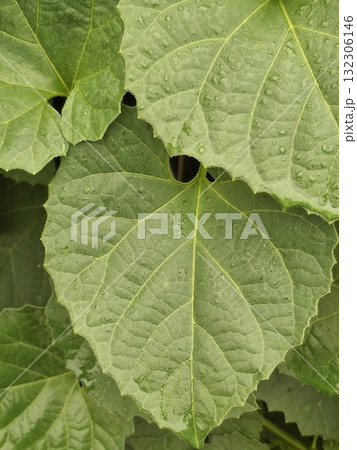 Close up of large textured green plant leaves with visible veins Close up of large textured green plant leaves with visible veins 132306146