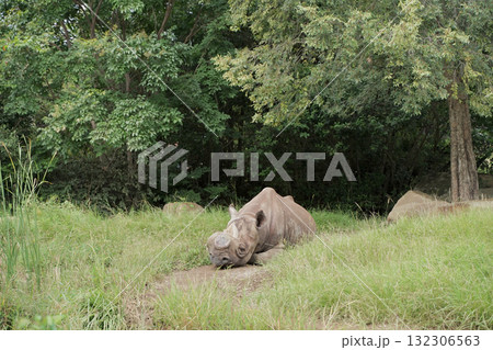 ヒガシクロサイ 132306563