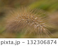 晩秋のチカラシバの穂 132306874