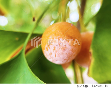 銀杏のアップ 132306910