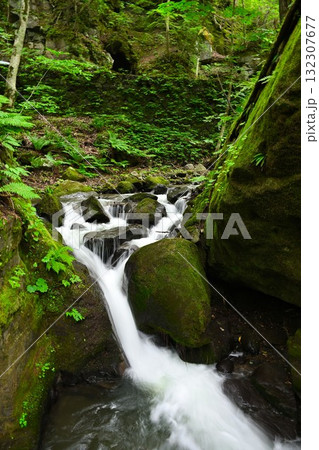奥入瀬渓流の林道（青森県） 132307677