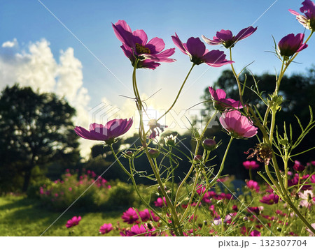 光射すコスモス 132307704