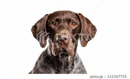 ジャーマン・ショートヘアード・ポインターのポートレート 132307755
