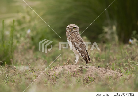 Ferruginous Pygmy owl, Glaucidium brasilianum, Calden forest, La Pampa Province, Patagonia, Argentina. 132307792
