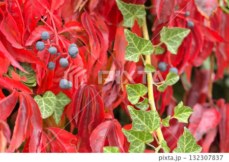 A view of climbing ivy and Virginia creeper. The concept of autumn colors and climbing plants. Parthenocissus quinquefolia, commonly known as Virginia creeper, woodbine, five-leaved ivy, or five A view of climbing ivy and Virginia creeper. The concept of autumn colors and climbing plants. Parthenocissus quinquefolia, commonly known as Virginia creeper, woodbine, five-leaved ivy, or five 132307837