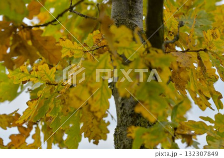 A view into the crown of a tree with autumn leaves. The canopy of a tree with golden fall leaves. The concept of autumn colors and the approaching winter. Macro image, close-up. 132307849
