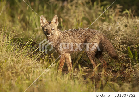 Pampas Grey fox in Pampas grass environment, La Pampa province, Patagonia, Argentina. Pampas Grey fox in Pampas grass environment, La Pampa province, Patagonia, Argentina. 132307852
