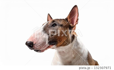 ブル・テリアのポートレート ブル・テリアのポートレート 132307971