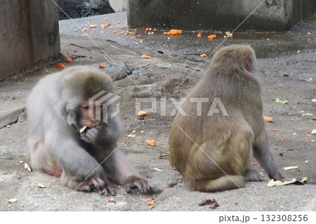毛づくろいをする猿 132308256