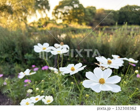 真っ白なコスモス 132308362