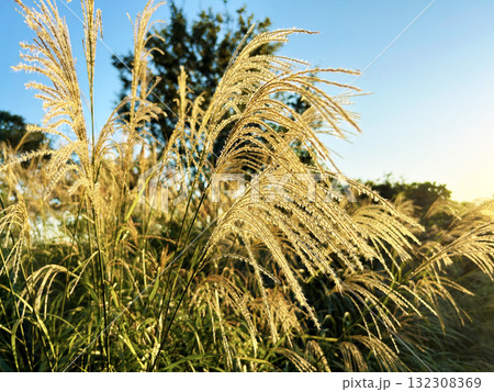 夕日に照らされるススキ 132308369
