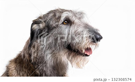 アイリッシュ・ウルフハウンドのポートレート 132308574