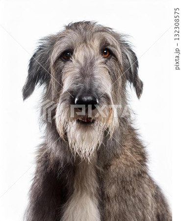 アイリッシュ・ウルフハウンドのポートレート 132308575