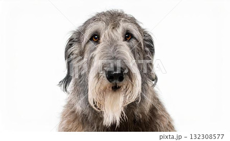 アイリッシュ・ウルフハウンドのポートレート 132308577