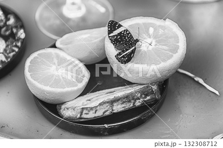 Hamadryas, tropical butterfly, eating from an orange 132308712
