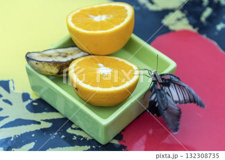 Papilio Lowi, tropical butterfly, eating from an orange Papilio Lowi, tropical butterfly, eating from an orange 132308735