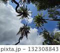 Palm trees reaching towards bright blue sky with fluffy clouds, creating serene tropical atmosphere. lush greenery enhances peaceful vibe of this natural setting 132308843