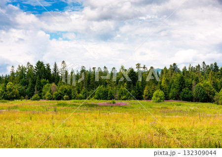 rural landscape with green field in beautiful highland of ukraine. agricultural background with coniferous forest and mountain in the distance under heavy clouds on sky. countryside pasture rural landscape with green field in beautiful highland of ukraine. agricultural background with coniferous forest and mountain in the distance under heavy clouds on sky. countryside pasture 132309044