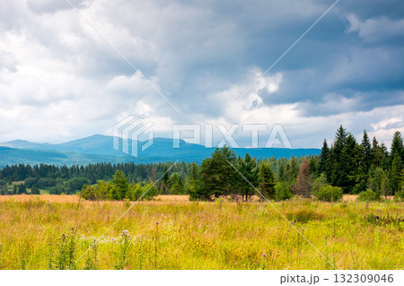 rural landscape with green field in beautiful highland of ukraine. agricultural background with coniferous forest and mountain in the distance under heavy clouds on sky. countryside pasture 132309046