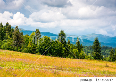 rural landscape with green field in beautiful highland of ukraine. agricultural background with coniferous forest and mountain in the distance under heavy clouds on sky. countryside pasture 132309047