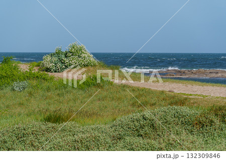 Barfleur and the coast of the french normandy 132309846