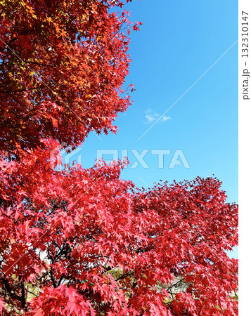 真っ赤な紅葉 真っ赤な紅葉 132310147