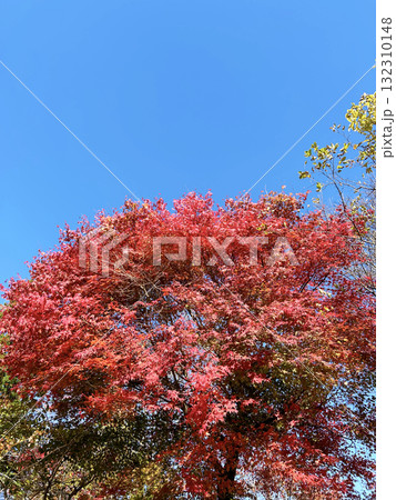 青空と紅葉 青空と紅葉 132310148