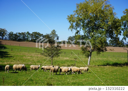 羊の行進 132310222