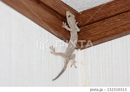 ヤモリ ヤモリ 132310313