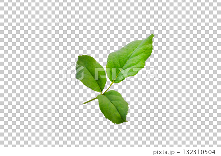 Rose leaf isolate. Rose leaf isolated, Cutout twig with green leaves Nature element for banner or card decoration with clipping path. Transparent background PNG Rose leaf isolate. Rose leaf isolated, Cutout twig with green leaves Nature element for banner or card decoration with clipping path. Transparent background PNG 132310504