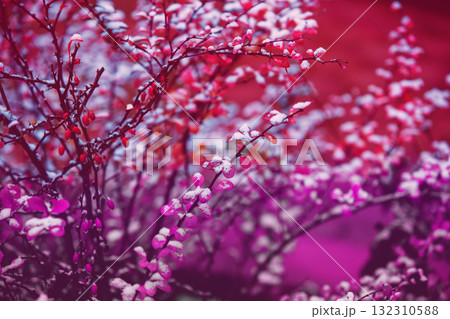 Rocket Barberry Shrub bush covered with snow in the winter garden 132310588