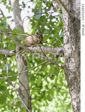 A chipmunk on a birch tree branch in the forest in summer A chipmunk on a birch tree branch in the forest in summer 132310641