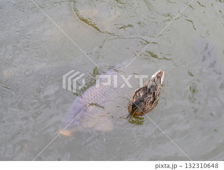 Duck on a pond with big carp fishes 132310648